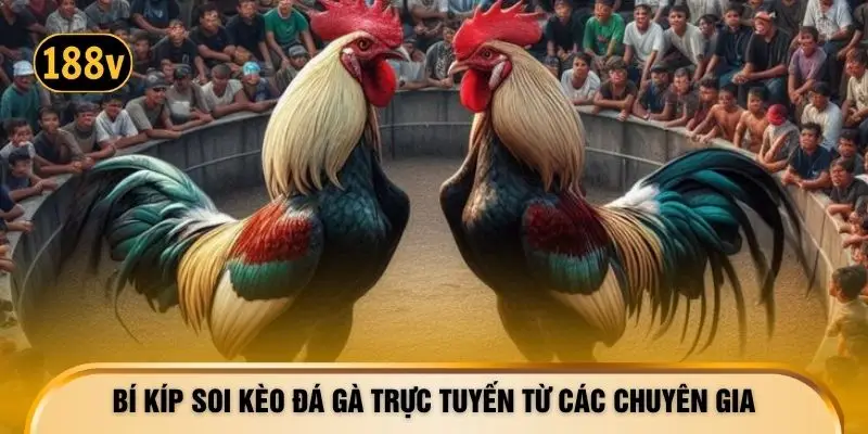 Bí kíp soi kèo đá gà trực tuyến từ các chuyên gia