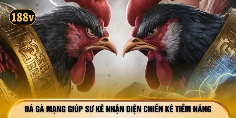 Đá gà mạng giúp sư kê nhận diện chiến kê tiềm năng