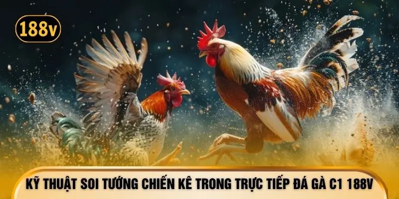 Kỹ thuật soi tướng chiến kê trong trực tiếp đá gà c1 188V