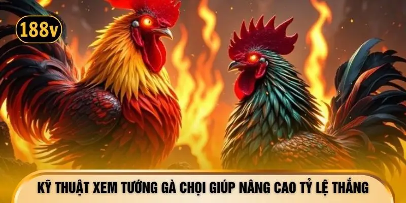 Kỹ thuật xem tướng gà chọi giúp nâng cao tỷ lệ thắng