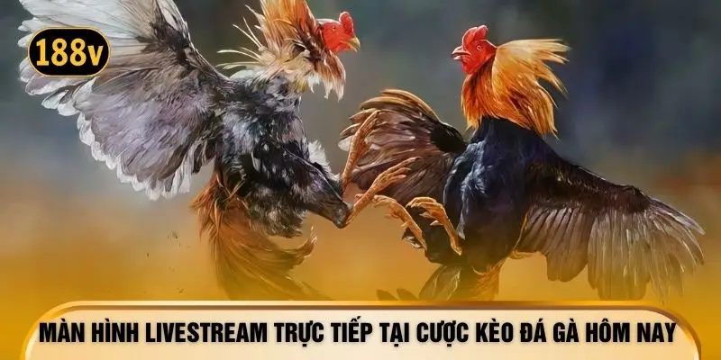 Màn hình livestream trực tiếp tại cược kèo đá gà hôm nay