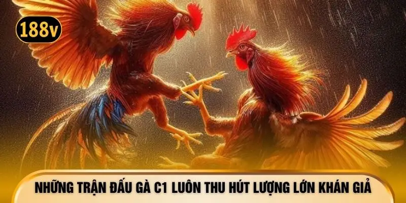 Những trận đấu gà C1 luôn thu hút lượng lớn khán giả
